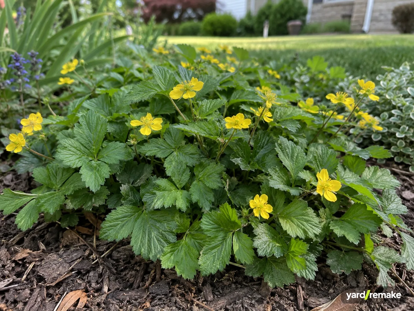 A mature Barren Strawberry (Waldsteinia fragarioides) growing in a residential garden bed