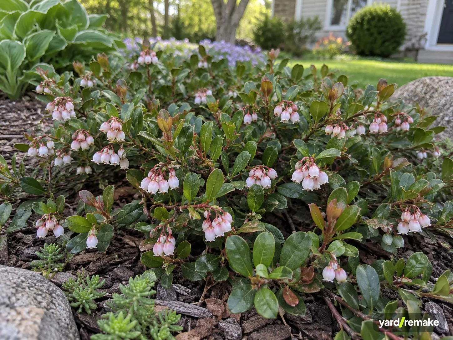 A mature Bearberry (Arctostaphylos uva-ursi) growing in a residential garden bed