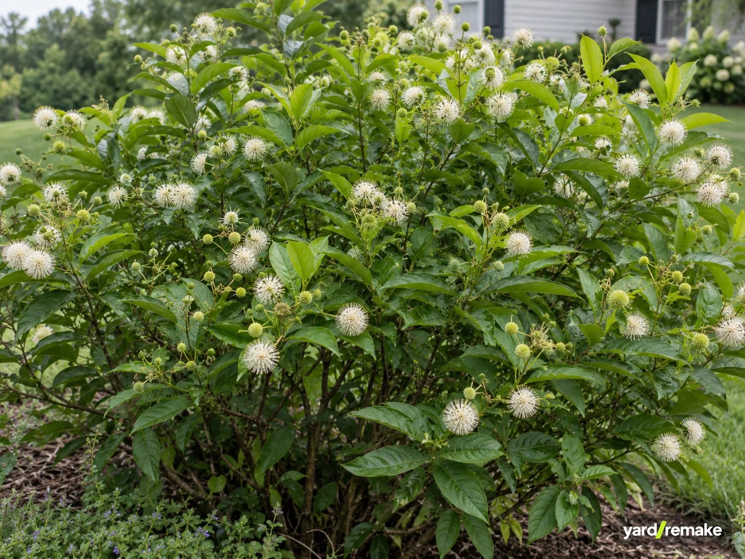 A mature Buttonbush (Cephalanthus occidentalis) growing in a residential garden bed