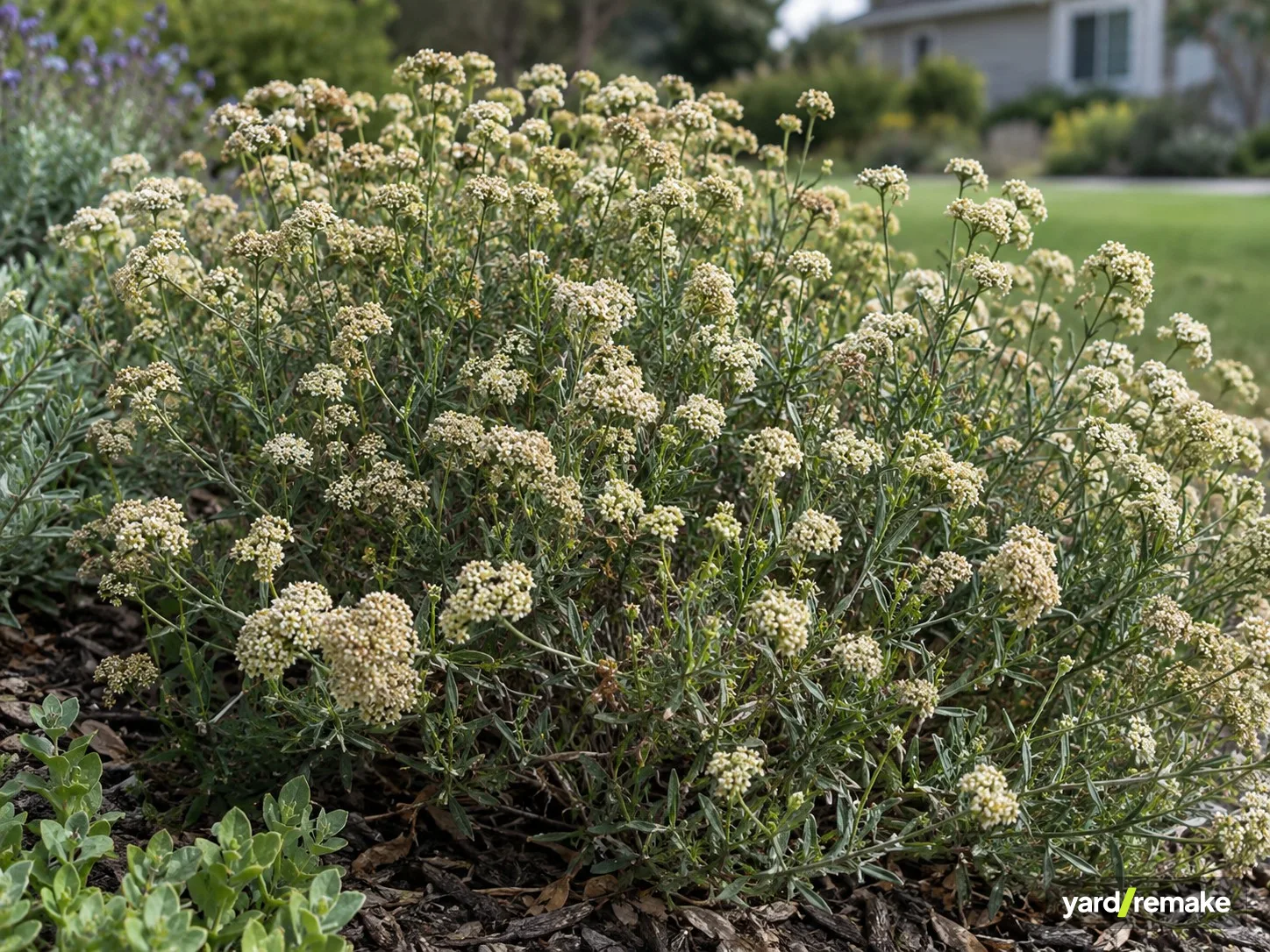 A mature California Buckwheat (Eriogonum fasciculatum) growing in a residential garden bed