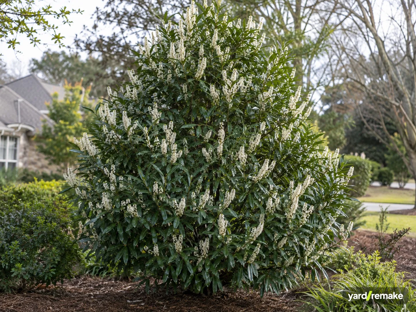 A mature Carolina Cherry Laurel (Prunus caroliniana) growing in a residential garden bed