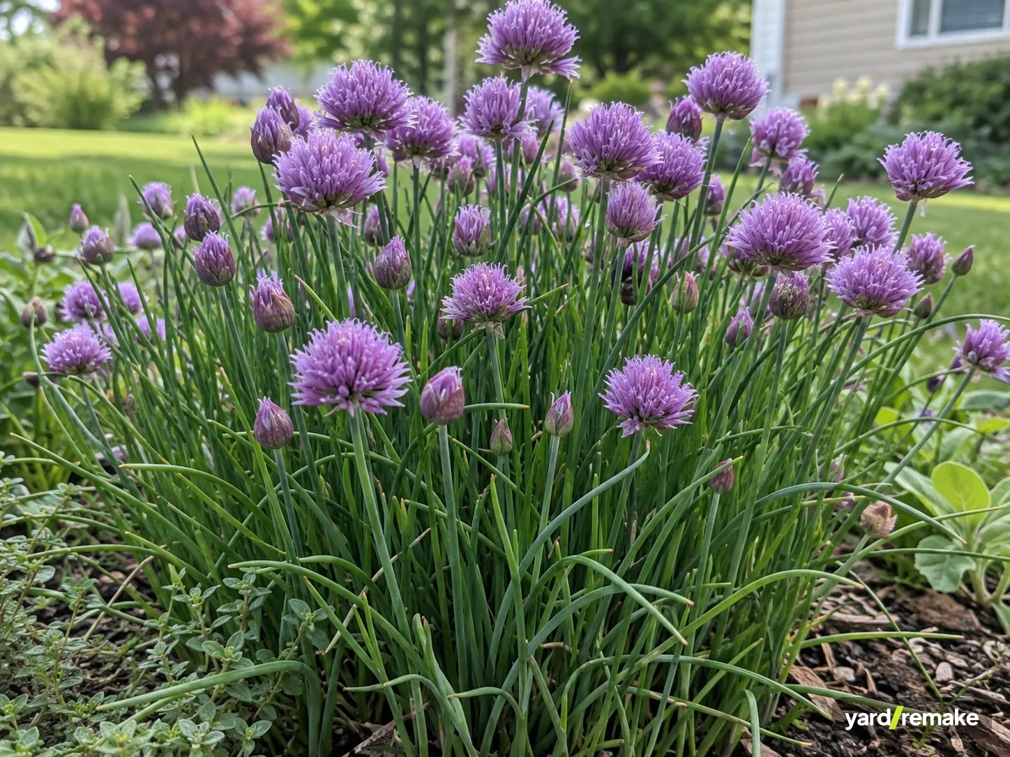 A mature Chives (Allium schoenoprasum) growing in a residential garden bed