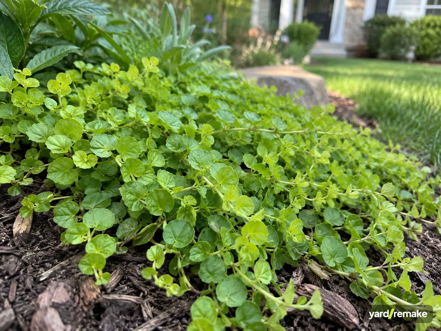 A mature Creeping Jenny (Lysimachia nummularia) growing in a residential garden bed