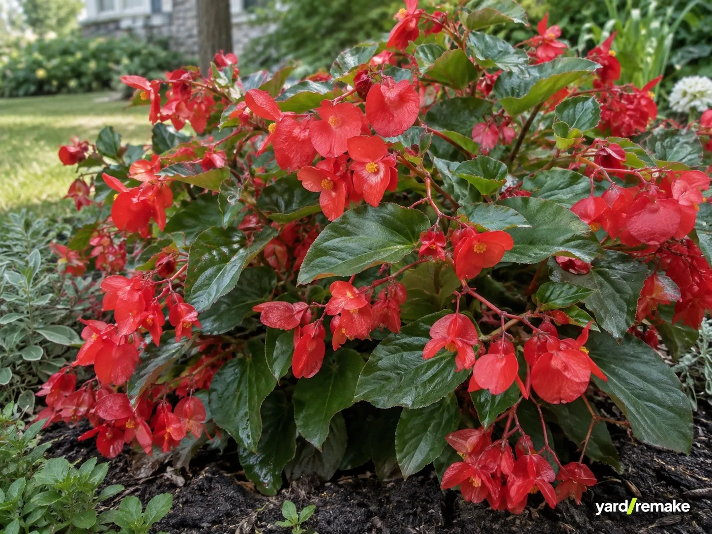 A mature Dragon Wing Begonia (Begonia x hybrida 'Dragon Wing' (cane-type interspecific)) growing in a residential garden bed