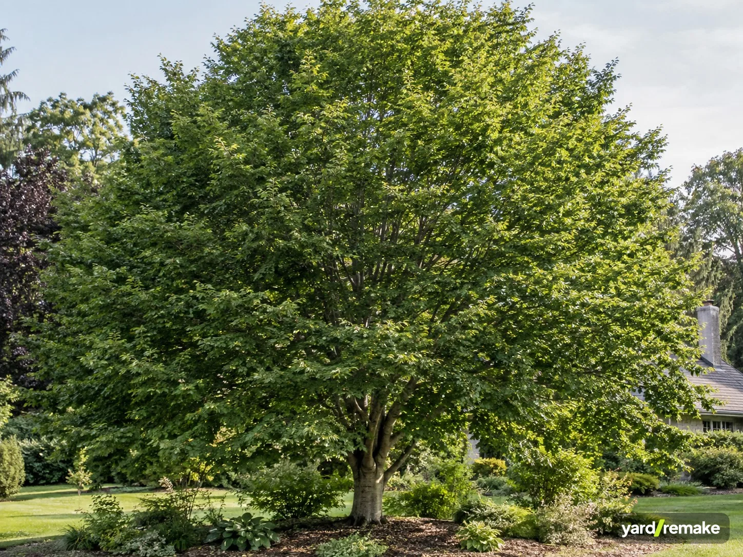 A mature European Beech (Fagus sylvatica) growing in a residential garden bed