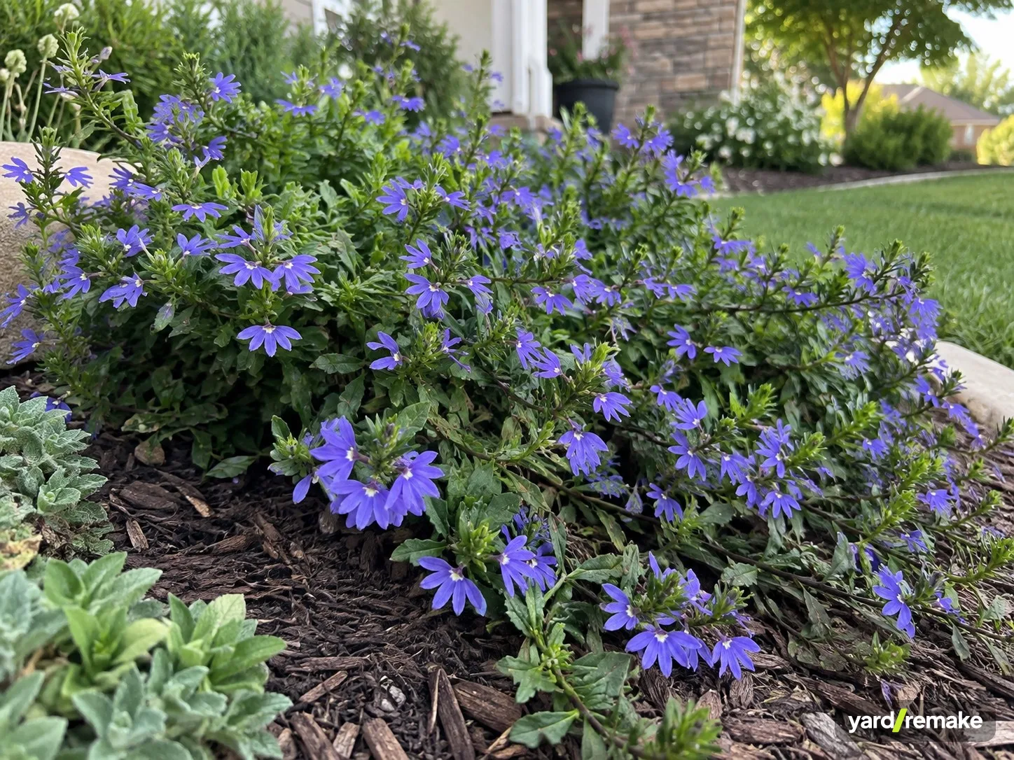 A mature Fan Flower (Scaevola aemula) growing in a residential garden bed