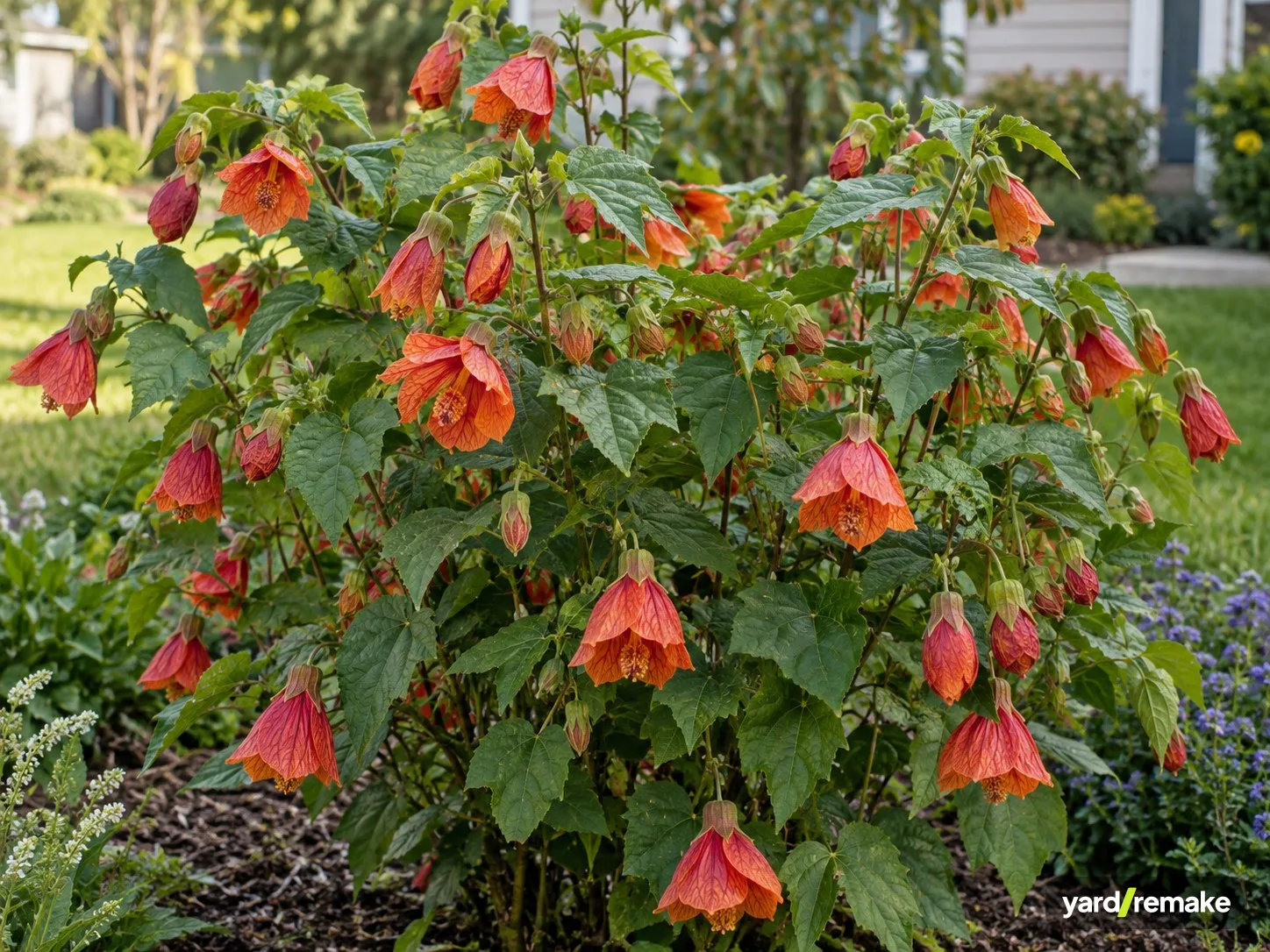 A mature Flowering Maple (Abutilon x hybridum) growing in a residential garden bed