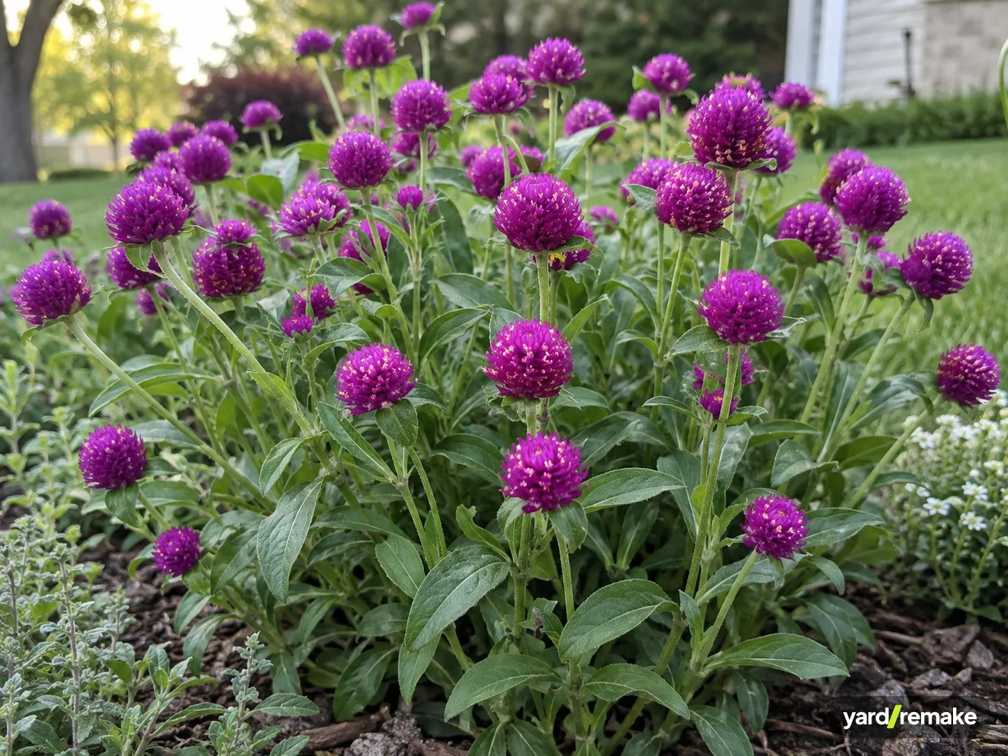 A mature Globe Amaranth (Gomphrena globosa) growing in a residential garden bed