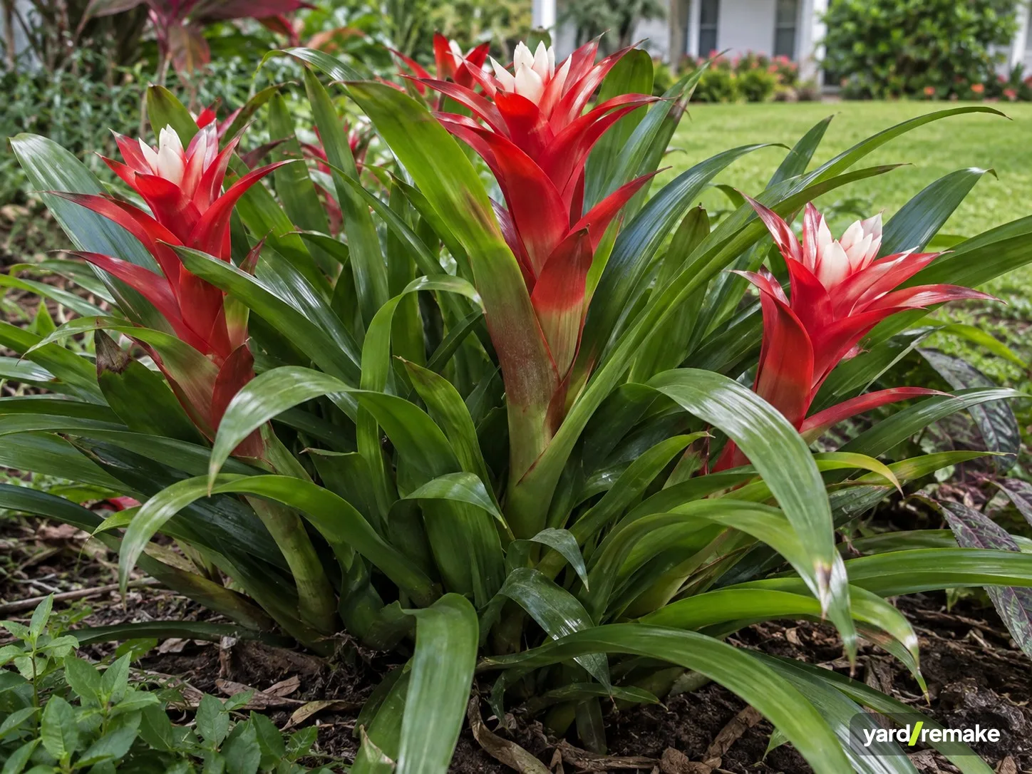 A mature Guzmania Bromeliad (Guzmania lingulata) growing in a residential garden bed