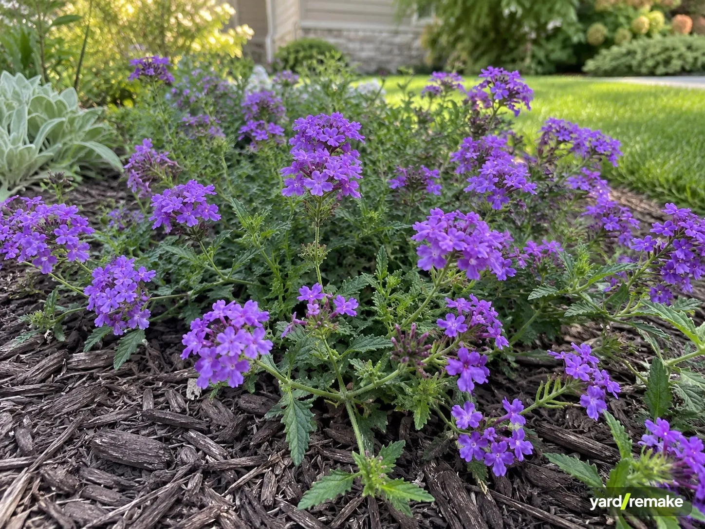 A mature Homestead Verbena (Verbena canadensis) growing in a residential garden bed