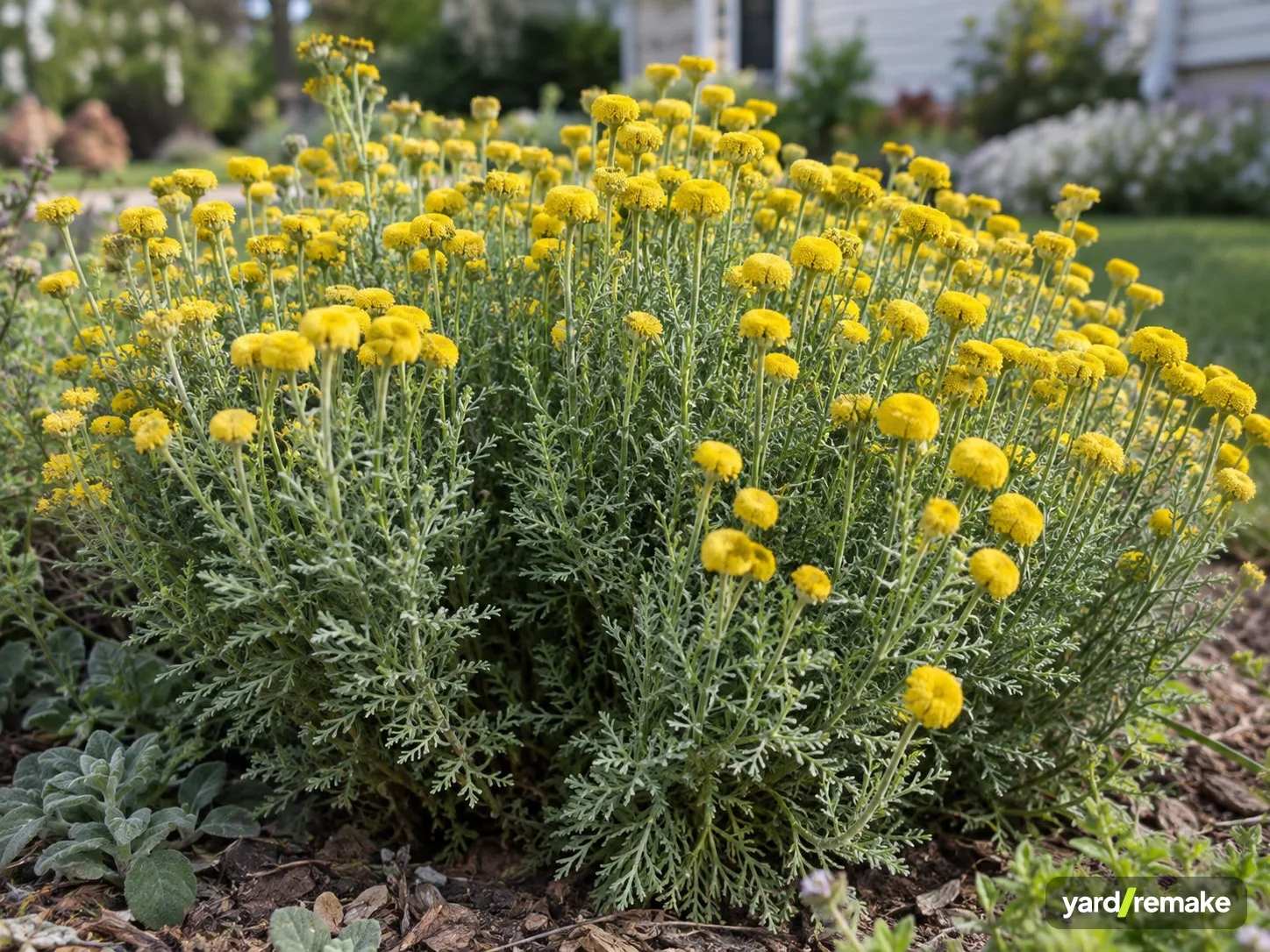 A mature Lavender Cotton (Santolina chamaecyparissus) growing in a residential garden bed