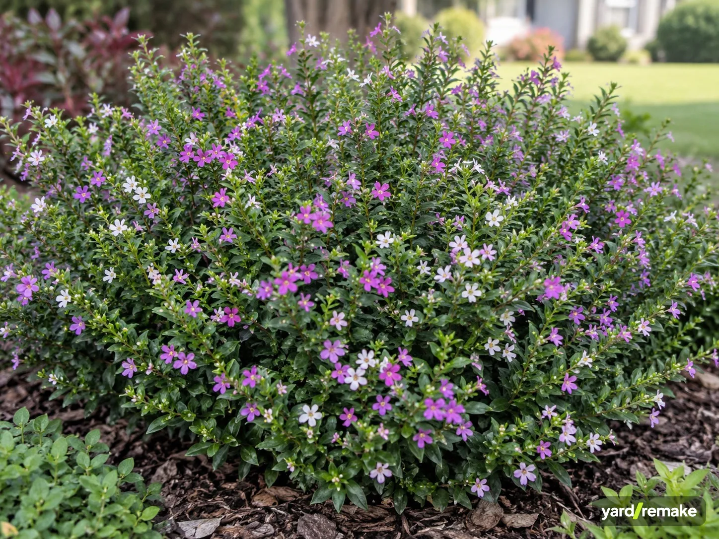 A mature Mexican Heather (Cuphea hyssopifolia) growing in a residential garden bed