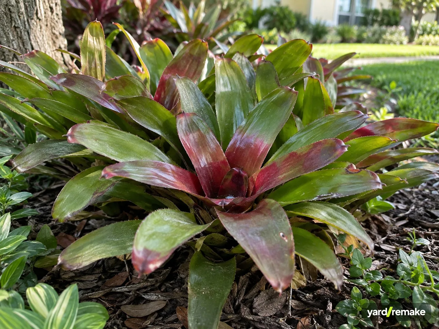 A mature Neoregelia Bromeliad (Neoregelia carolinae) growing in a residential garden bed