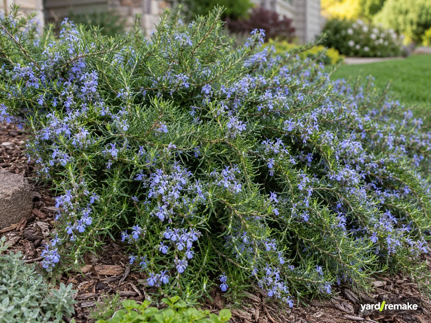 A mature Trailing / Creeping Rosemary (Salvia rosmarinus 'Prostratus' (Huntington Carpet)) growing in a residential garden bed