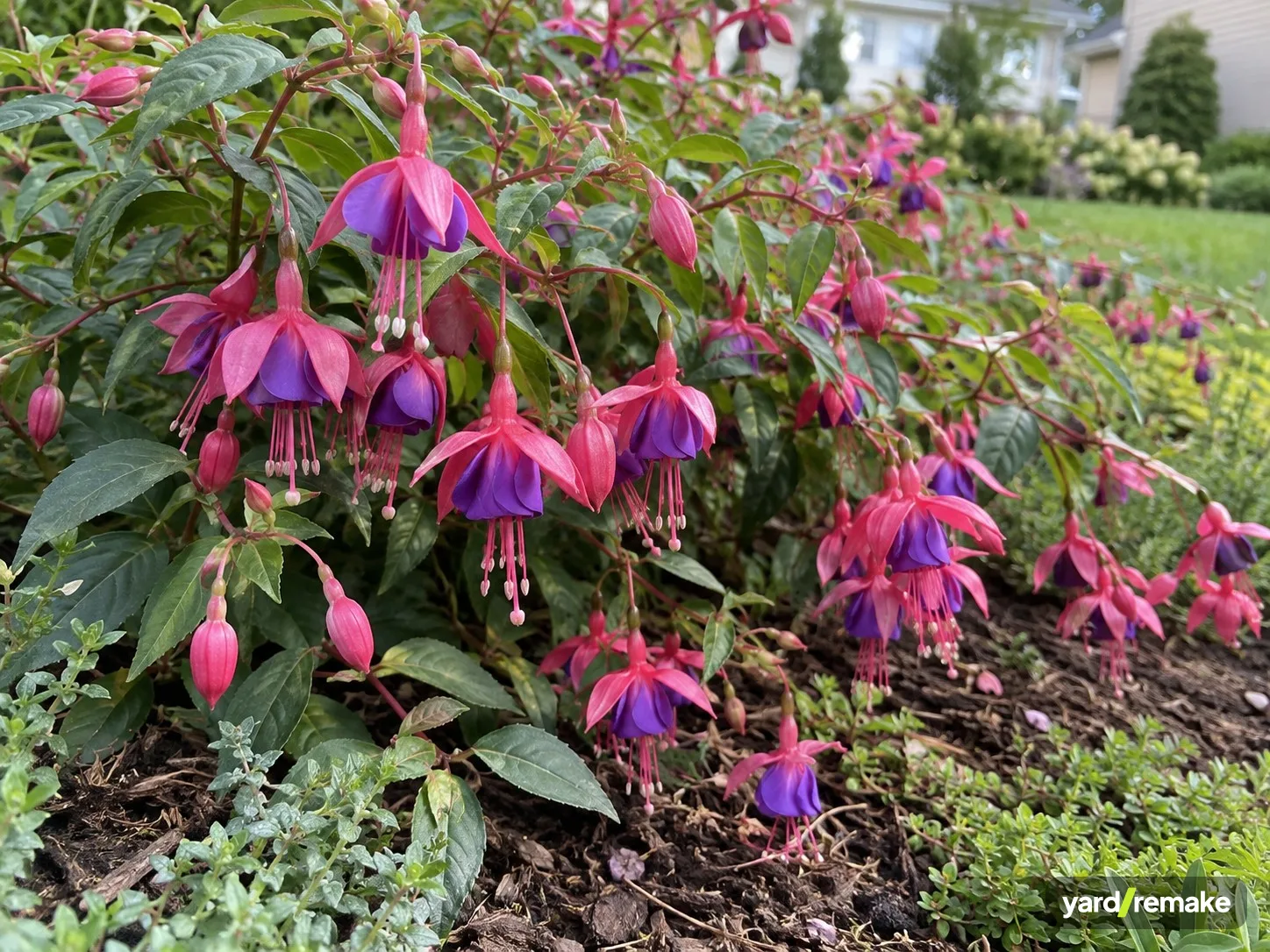 A mature Trailing Fuchsia (basket type) (Fuchsia x hybrida (trailing / basket cultivars)) growing in a residential garden bed