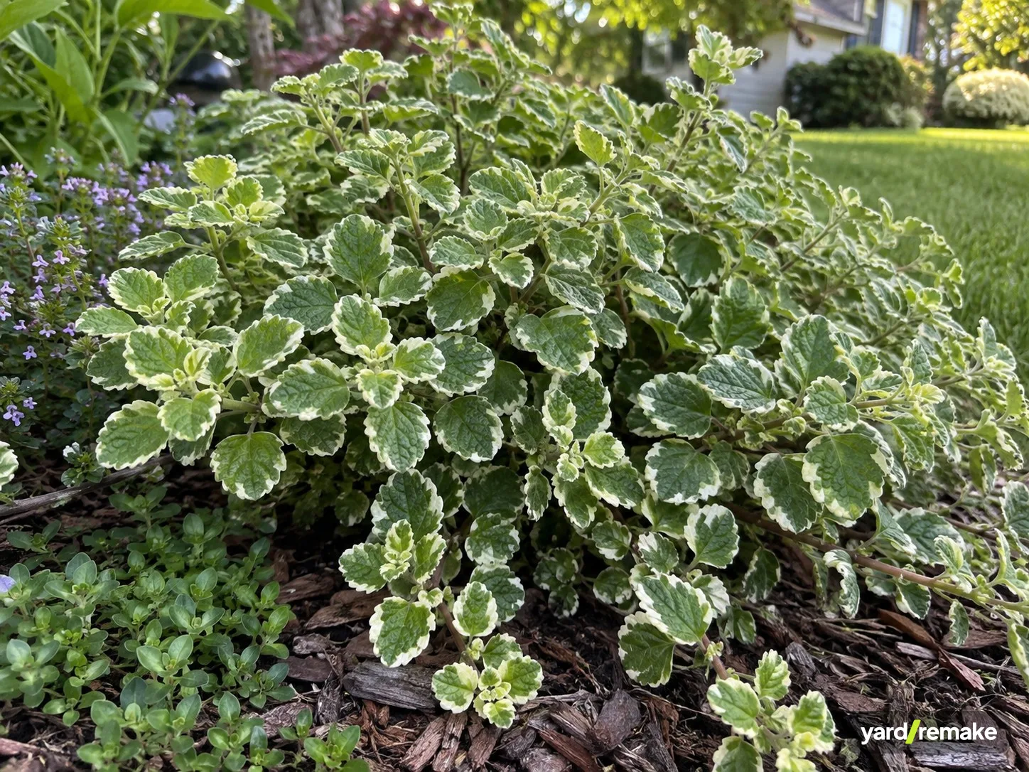 A mature Variegated Swedish Ivy (Plectranthus forsteri 'Marginatus') growing in a residential garden bed