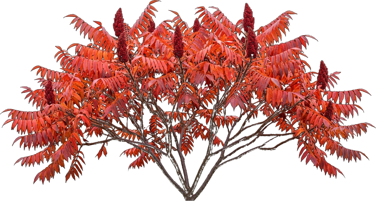 Staghorn Sumac (Rhus typhina)