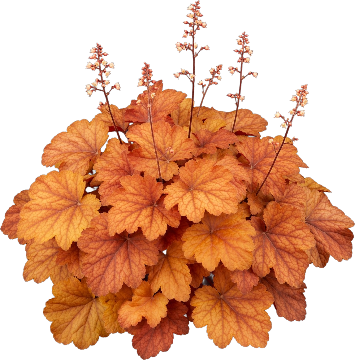 Coral Bells — amber/lime and near-black colourways (Heuchera villosa hybrids)
