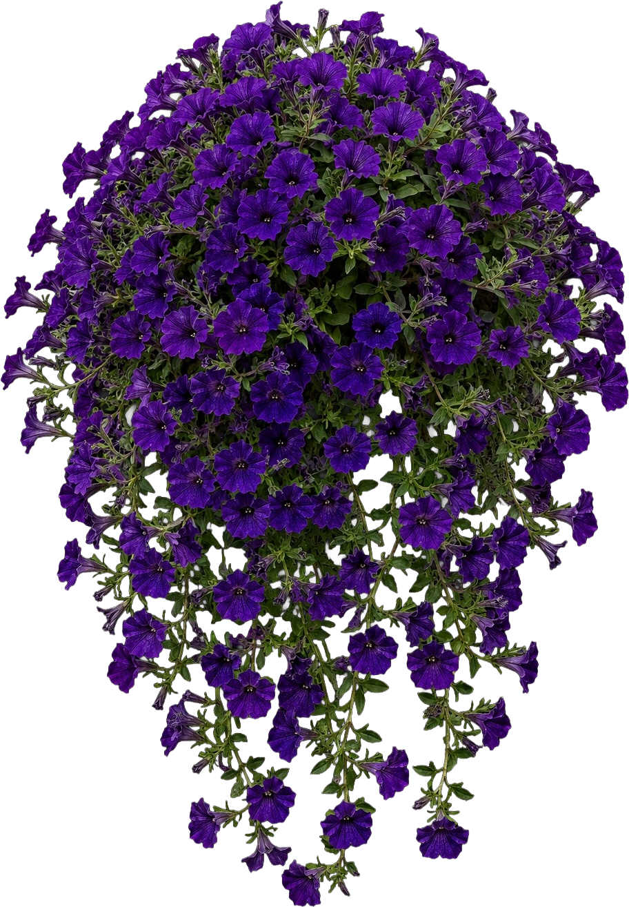 Spreading Petunia (Wave type) (Petunia x atkinsiana (spreading / trailing series))