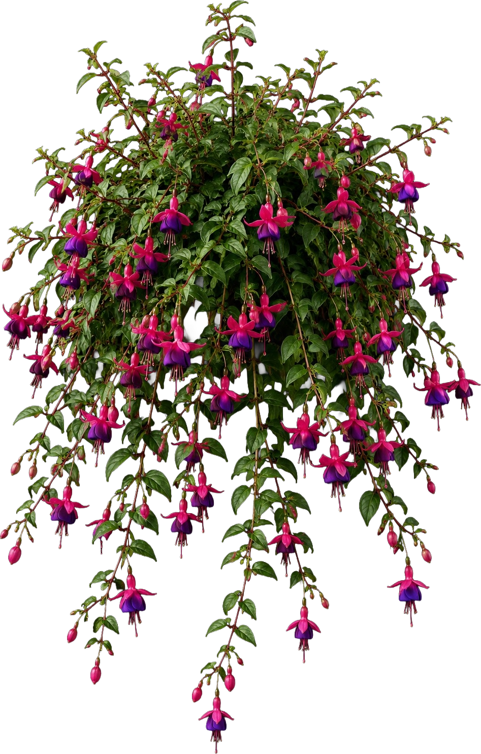 Trailing Fuchsia (basket type) (Fuchsia x hybrida (trailing / basket cultivars))