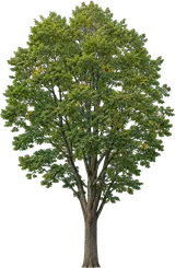 Accolade Elm
