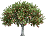 Apple Tree