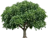 Avocado Tree