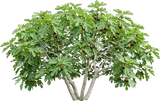 Common Fig