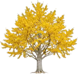 Ginkgo (Maidenhair Tree)