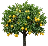 Meyer Lemon Tree