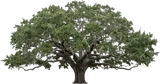 Southern Live Oak