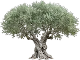 Olive Tree