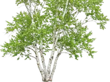 Paper Birch