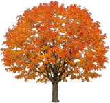 Sugar Maple