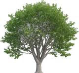 Sugarberry (Sugar Hackberry)