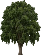 African Fern Pine