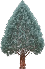 Arizona Cypress
