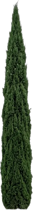 Italian Cypress