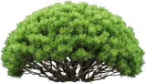 Dwarf Mugo Pine