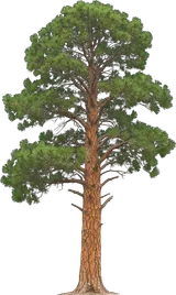 Ponderosa Pine