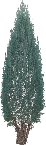 Rocky Mountain Juniper (Skyrocket)