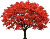 Amur Maple