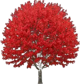 Autumn Blaze Maple
