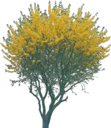 Blue Palo Verde