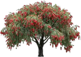 Weeping Bottlebrush