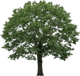 Cedar Elm