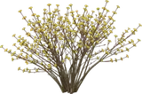 Cornelian Cherry Dogwood