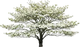 Flowering Dogwood