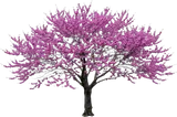 Eastern Redbud