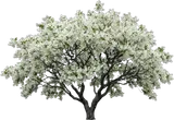 Fringe Tree